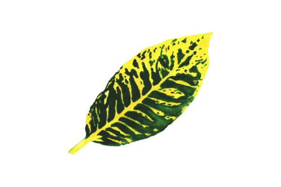 Handmade Watercolor Beautiful Green Leaf Illustrations