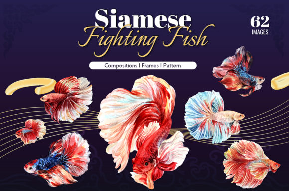 Siamese Fighting Fish Watercolor Illustrations