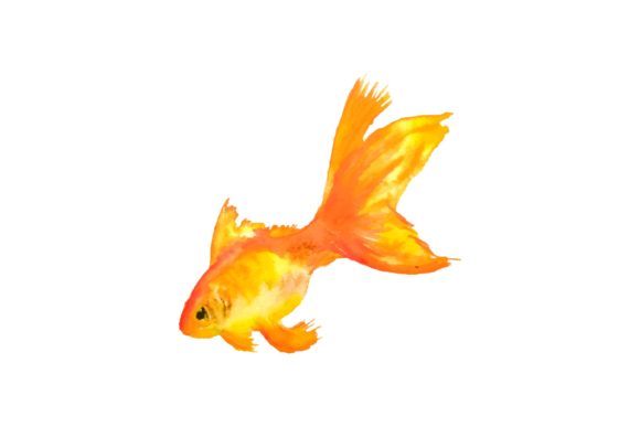 Watercolor Gold Fish Illustrations